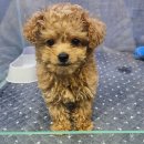 버디독 강아지분양 고양이분양 안심분양센터 서울 강서점 | 서울 양천 강서] 화곡역 버디독 예쁜 강아지 고양이 분양