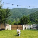 댕댕포레스트 이미지