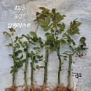 알케미스트 이미지