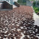 소섬바당 이미지