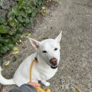 호지 | 호지 슬립리쉬 후기 :) 진돗개 망고 산책용 목줄 바꿔본 이유