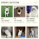공익활동지원센터 가치마당 | 서울동물복지지원센터 동대문 '반려동물 사지말고 입양해요' 앞마당 강아지들과의 만남