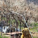 매화목장 이미지