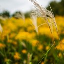 을숙도 철새공원 이미지