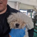 반려마루 화성 이미지