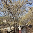 채운8통 마을회관 | 2026 구례 산수유축제 마을 주차장 3월 꽃구경명소 가볼만한곳