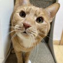 압구정웰동물병원 | 야옹 멍멍🐾 &lt;압구정 웰 동물병원&gt;