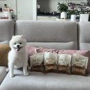 쏘스윗펫 | 인천수제간식 강아지,고양이간식은 펫브로 Pet Bro (배송후기)