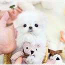 블리독수원점 고양이강아지분양 미니비숑프리제말티푸포메입양 이미지