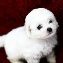 이쁨 Daum카페