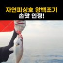 [공지] 마검포항 배낚시 자연피싱호 선상낚시 왕백조기낚시 대박 조황 후기