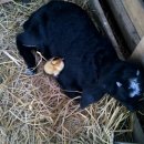 미운오리새끼 이미지