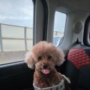 늘푸른 애견샵 | 다음 주말에도 가고 싶은, 남양주 애견운동장 카페 ‘늘푸른초원’ 방문 후기