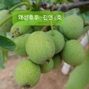 강진4호 이미지