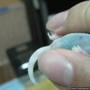 블루베리 앞 이미지