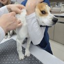 용문조아동물병원 이미지