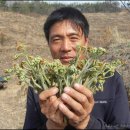 화창농원 Daum카페