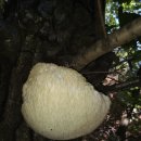 등산-노루궁댕이 버섯 이미지