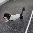 견학생스쿨 | 시흥 애견훈련 견학생스쿨🐕 방문후기