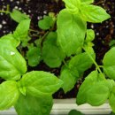 페퍼민트 이미지