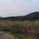 계전1리 Daum카페