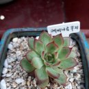 태사랑 Daum카페