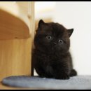 아담스펫 강아지분양 고양이분양 강남점 이미지