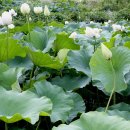 도새울마을 이미지