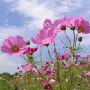 아름다운 이미지