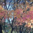 산본중앙공원 이미지