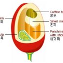 체리빈Coffee 이미지