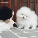 로베르토폼 이미지