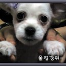 뽀미에