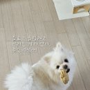 댕댕까까 이미지