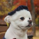 가온펫샵 이미지