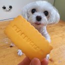 스타벅스 치즈 쿠키 후기｜짭조름한 파마산 풍미에 순삭 디저트 추천🧀