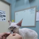 관양동물병원 이미지