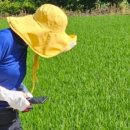 원주굽이길 18코스 반계리은행나무길 이미지