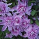 핑크파르페 이미지