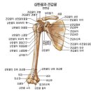몸살림체조(건강체조) 이미지