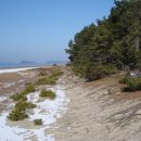 바다와소나무 이미지