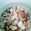 잠잠비치 이미지