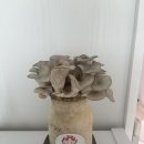 도겸이네 버섯 재배했어요🍄‍🟫🍄‍🟫 이미지