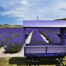 호수농장 이미지