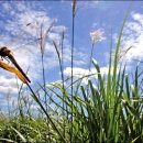 서호꽃뫼(2) 이미지