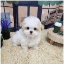 행복한강아지 이미지