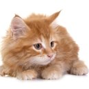 수정동물병원 이미지