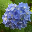 조선화로집 영광점 | 영광 매간당(梅磵堂) 고택 연안 김씨 종가 숲속 산책로