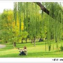 버드나무 이미지