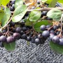 명지농원 이미지